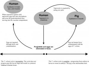 Life cycle of Taenia soliumLife cycle of Taenia solium; diagram from PMCID: PMC1176337